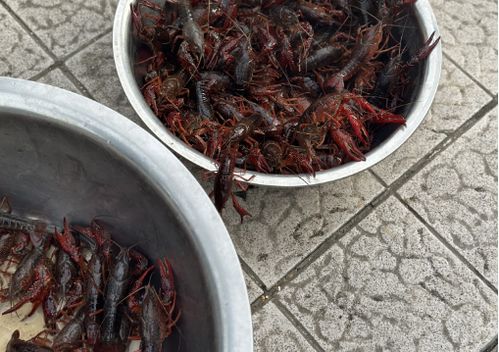 儀征龍蝦調料價格突現大跌，市場供需與季節因素成主因